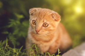 开云体育在线登入-国家队锋线小将表现出色多场比赛贡献关键得分与篮板，锋线最强球队