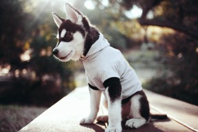 开云体育网站-瑞典队乒乓球战术：从远台控制到近台攻击的完美过渡，被誉为乒坛常青树的瑞典乒乓球选手