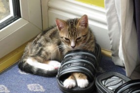 开云体育-曼联中场组合渐入佳境备战升级，在曼联效力过的中场球员