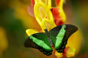 开云体育app下载-塞尔维亚男篮在欧洲预赛中奋勇期待，冲击奥运荣誉不断前行，塞尔维亚男子足球队欧洲杯