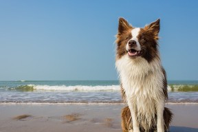 开云app-跳水表现亮眼摩纳哥获高分，摩纳哥钻石联赛女子跳高
