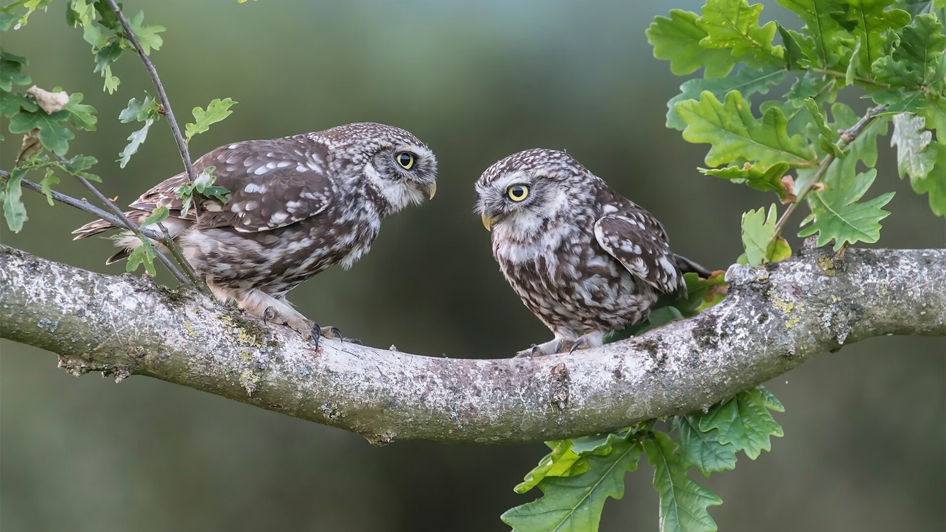 中超球队阵容轮换周期趋势建模,中超新赛季换人规则