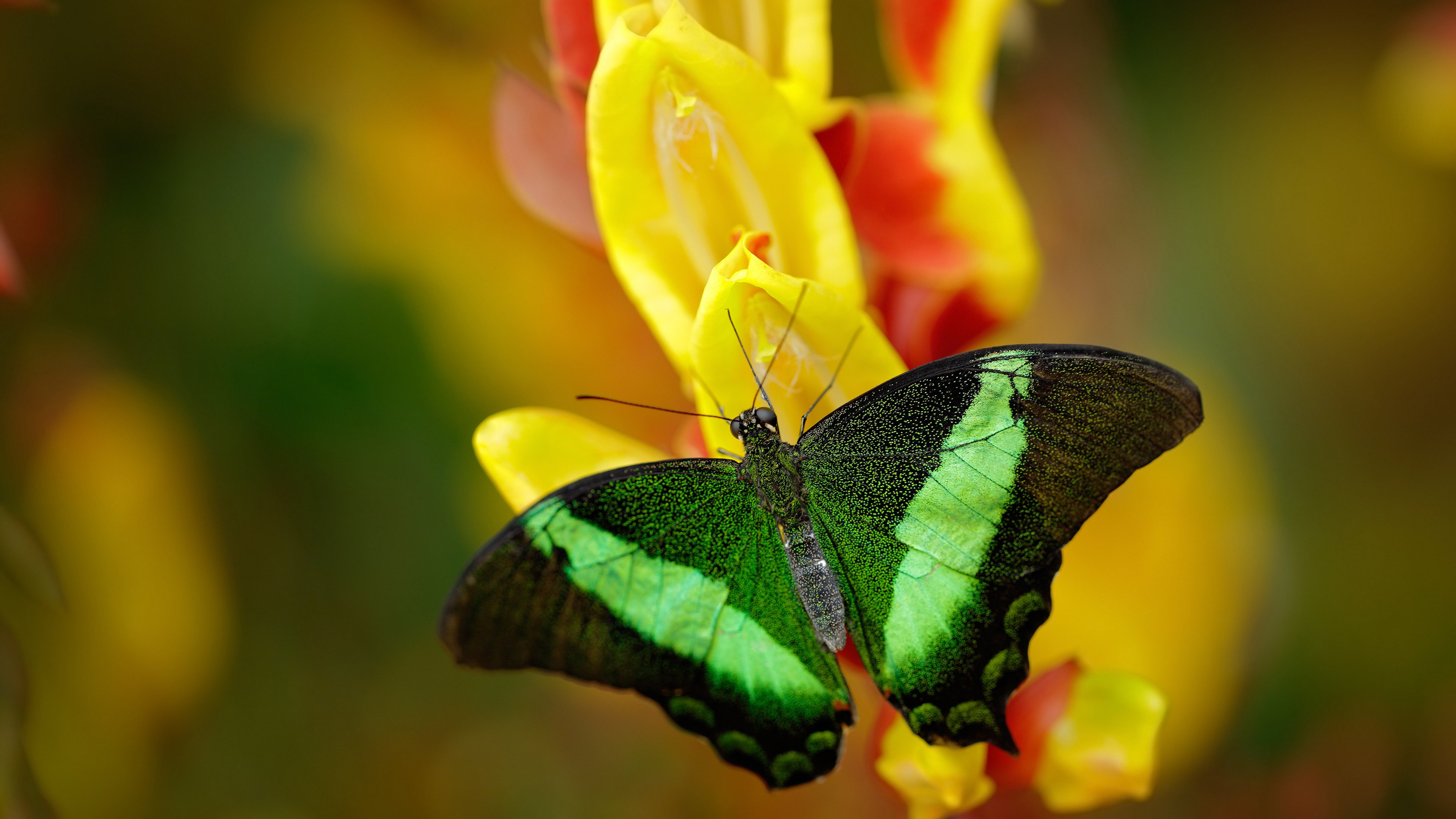 中超联赛关键进球时间段,中超赛季进球纪录