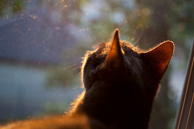 校园体育文化建设对学生健康促进作用研究,体育在校园文化建设中的作用