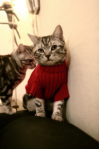 篮球运动员体能测试技术应用研究,篮球运动员的体能训练涵盖的六大项内容