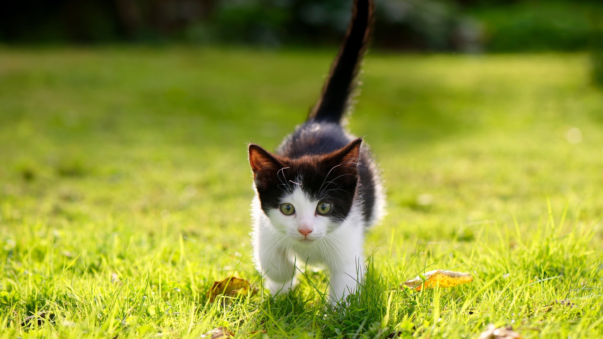 世界乒坛新星崛起，年轻选手引关注，世界乒坛男子排名