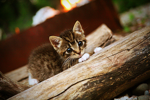 五大联赛阵容结构是否决定赛季上限高度，五大联赛赛季最佳阵容