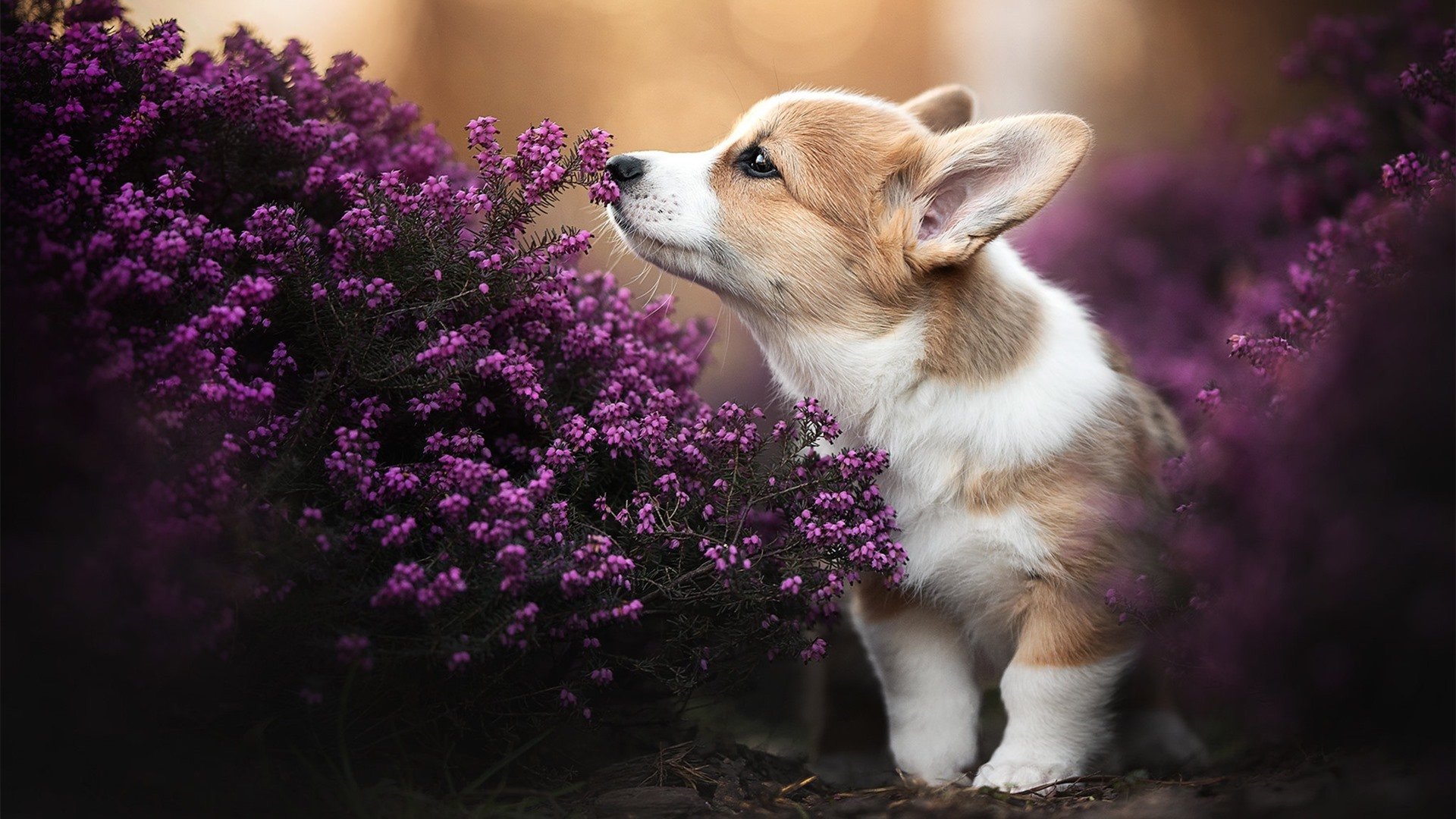 体育新闻中心开展体育短视频内容制作培训班,体育项目视频简介