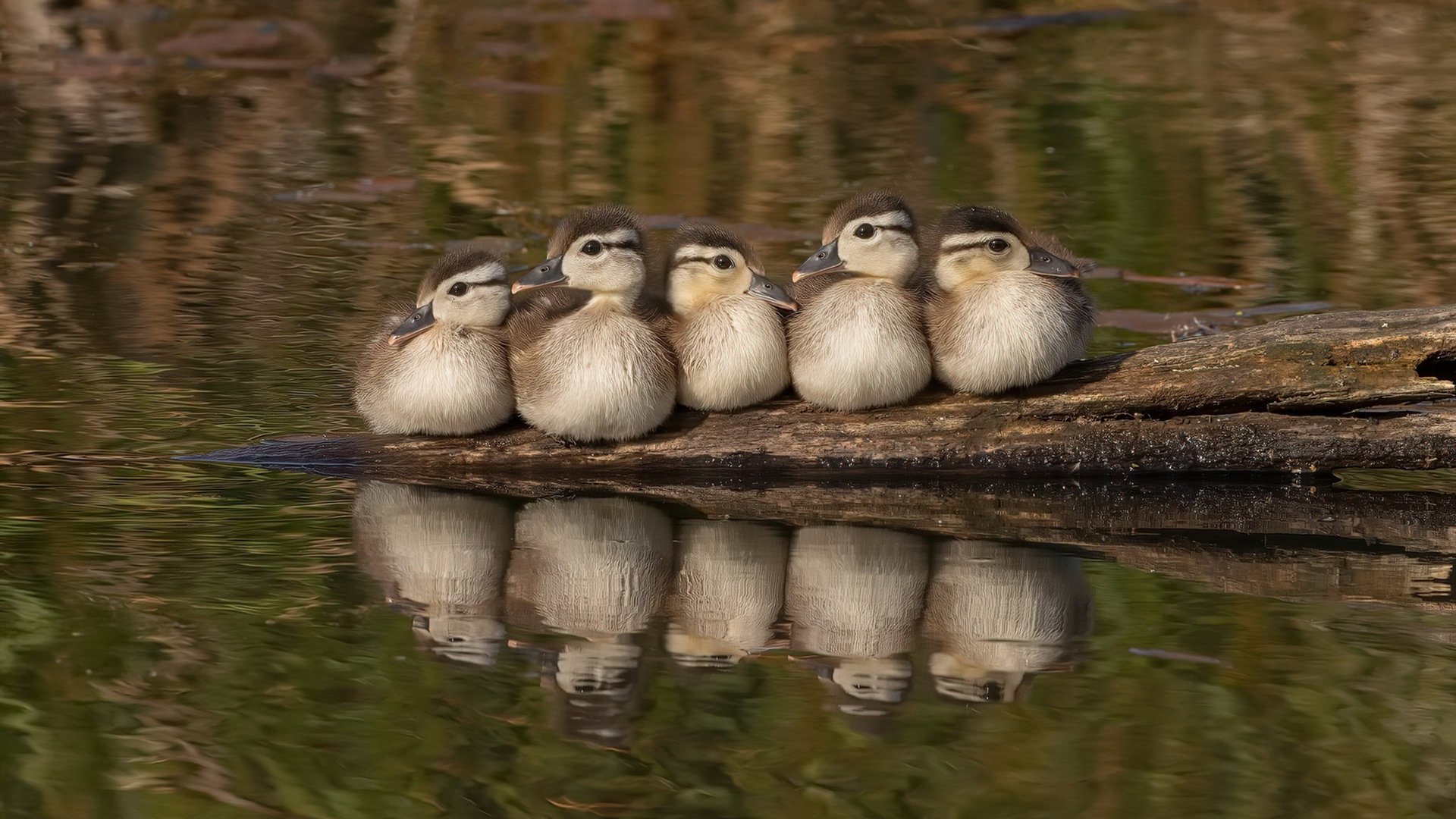 自由泳三姐妹斩获冠亚季军,4×200自由泳夺冠