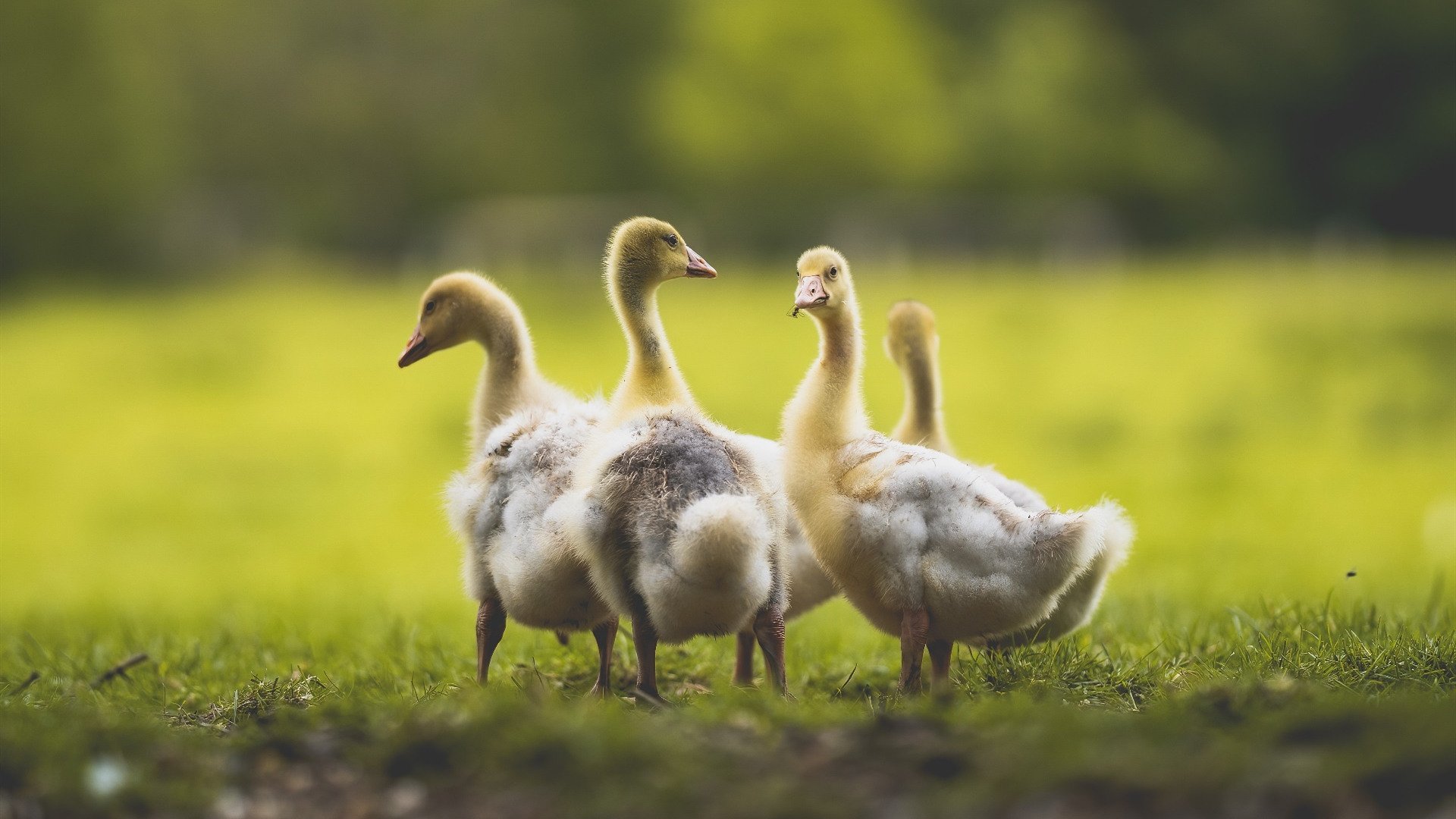 足球训练加入眼部反应测试项目,足球怎么训练视野