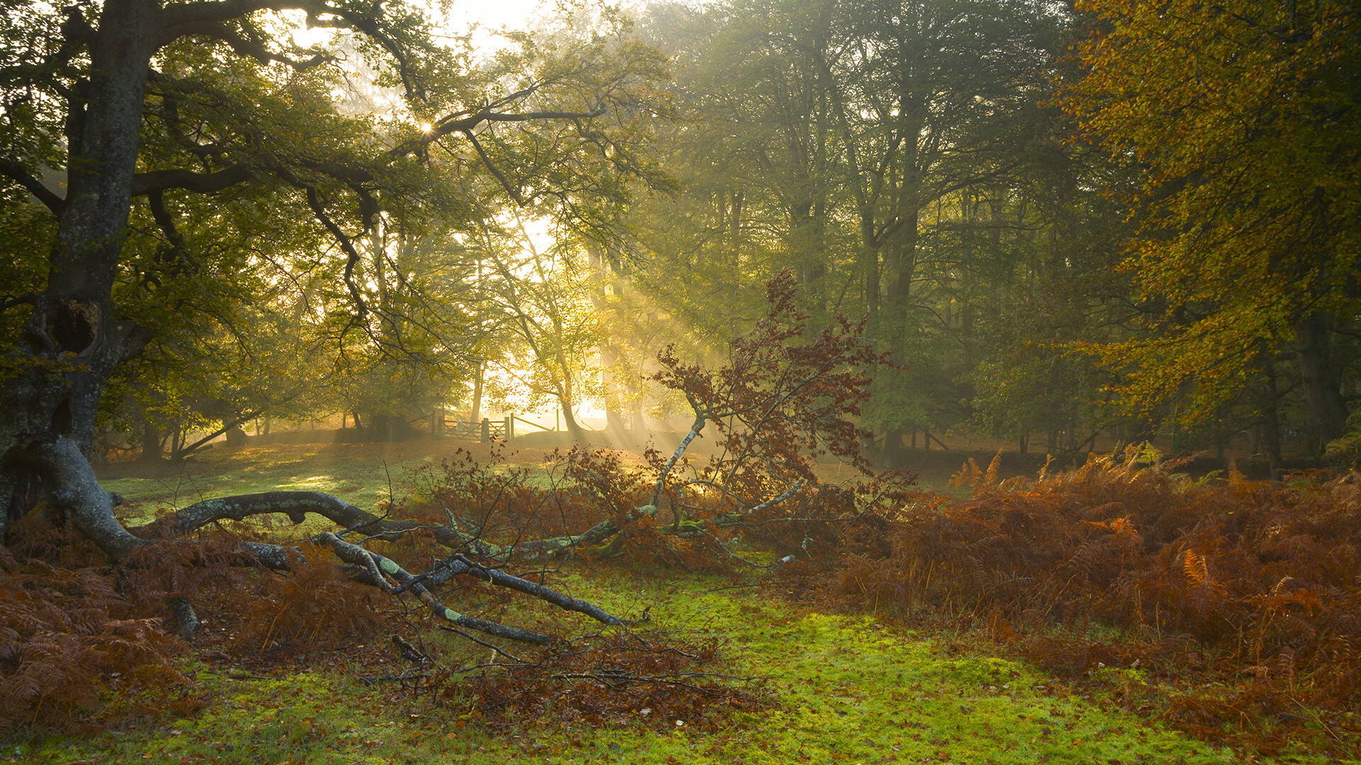 青少年体操动作编排大赛展现创新思维，青少年体操锦标赛