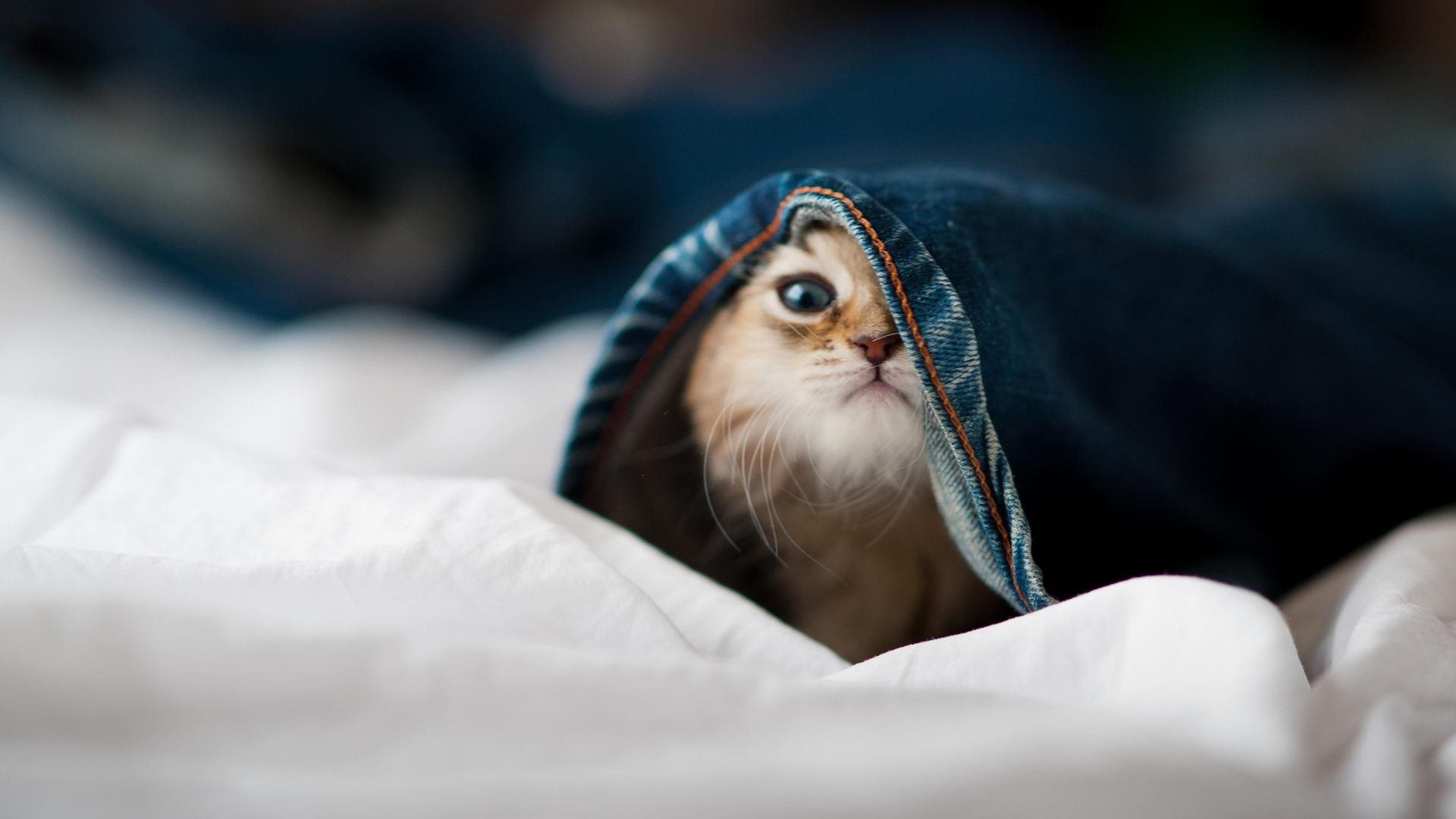 “安赫尔·巴尔博萨的突破能力与强硬作风，帮助美洲狮队建立强大进攻核心”