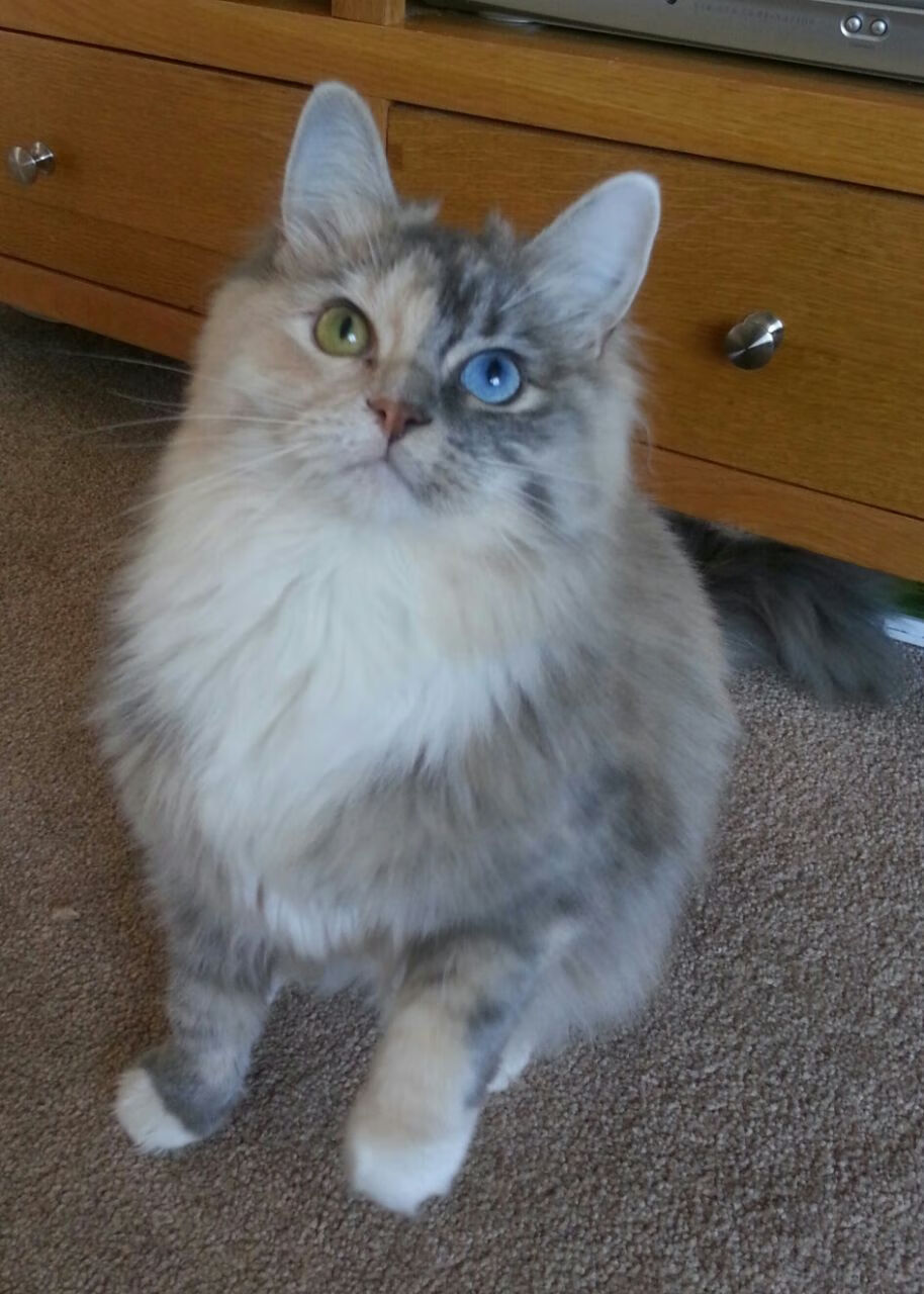 意甲赛季揭幕战:那不勒斯对阵AC米兰