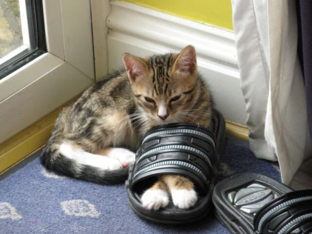 曼联中场组合渐入佳境备战升级,在曼联效力过的中场球员