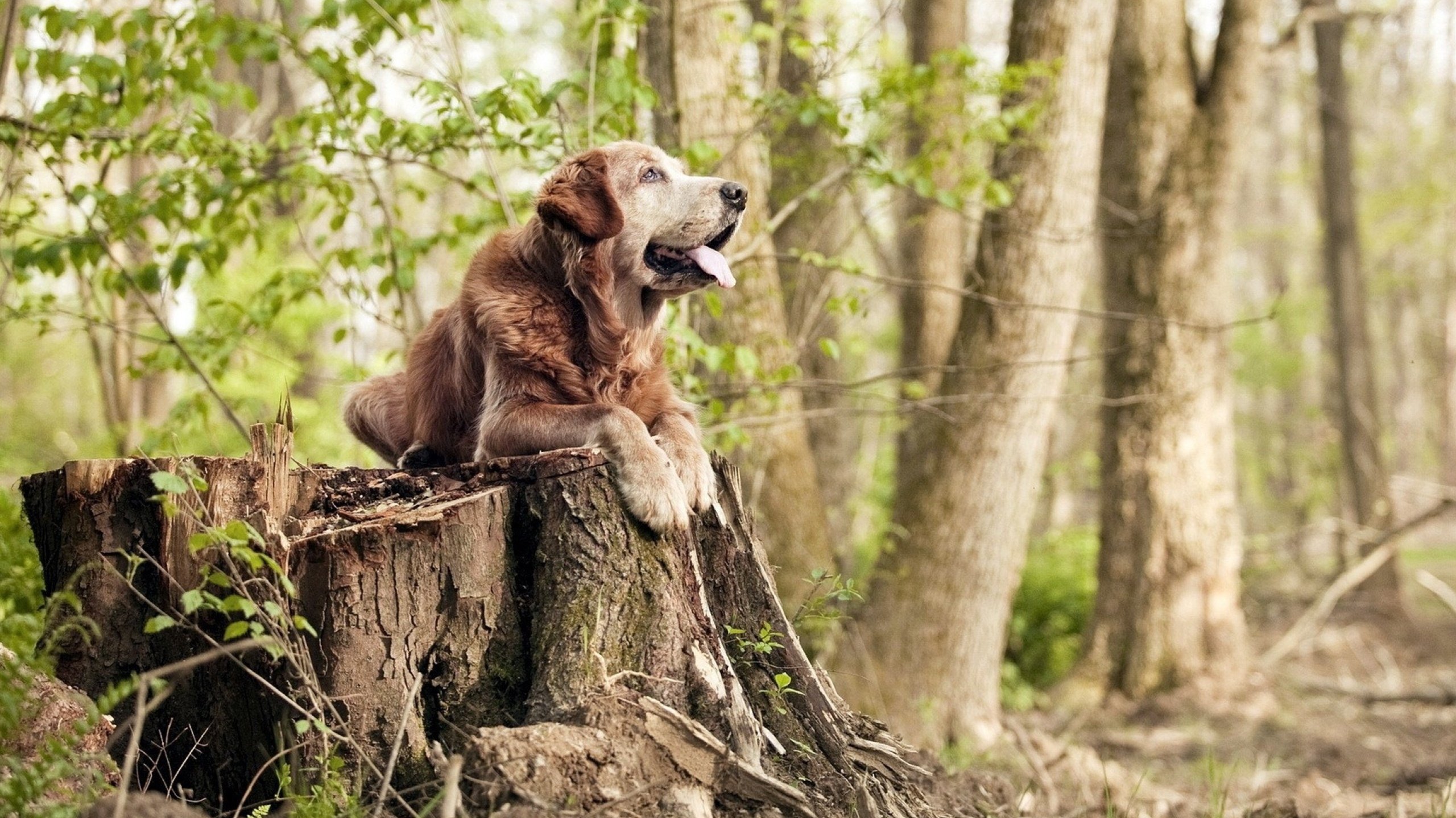 森林狼签约欧洲潜力新人展开培养计划，森林狼球员名单