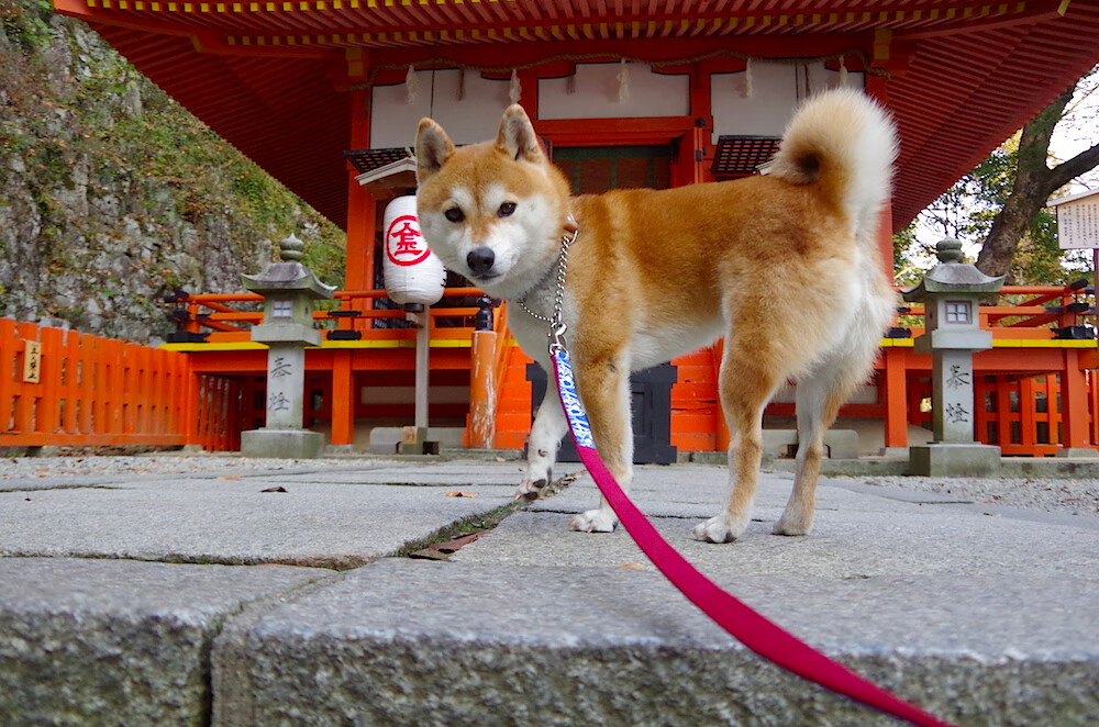 英超激烈争夺：每场都是冠军的游戏！，英超精彩