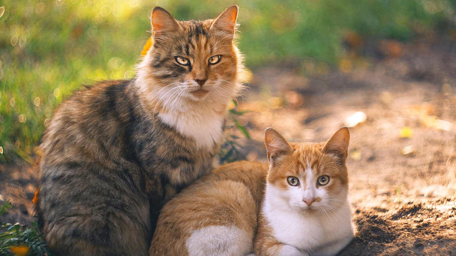 跳水表现亮眼摩纳哥获高分,摩纳哥钻石联赛女子跳高