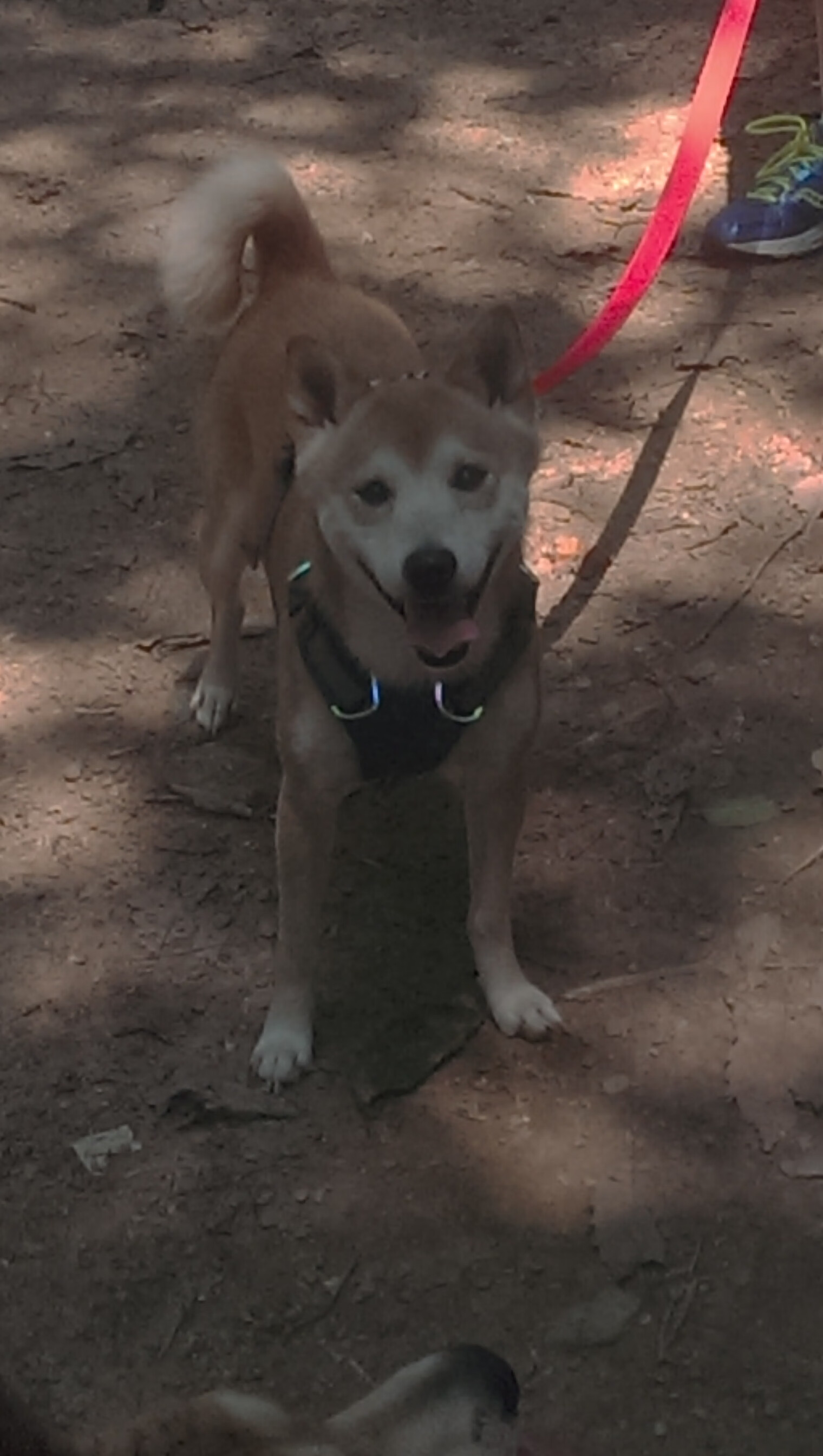 青少年篮球专项体能训练提升力量速度灵活性全面发展,青少年篮球体能训练内容