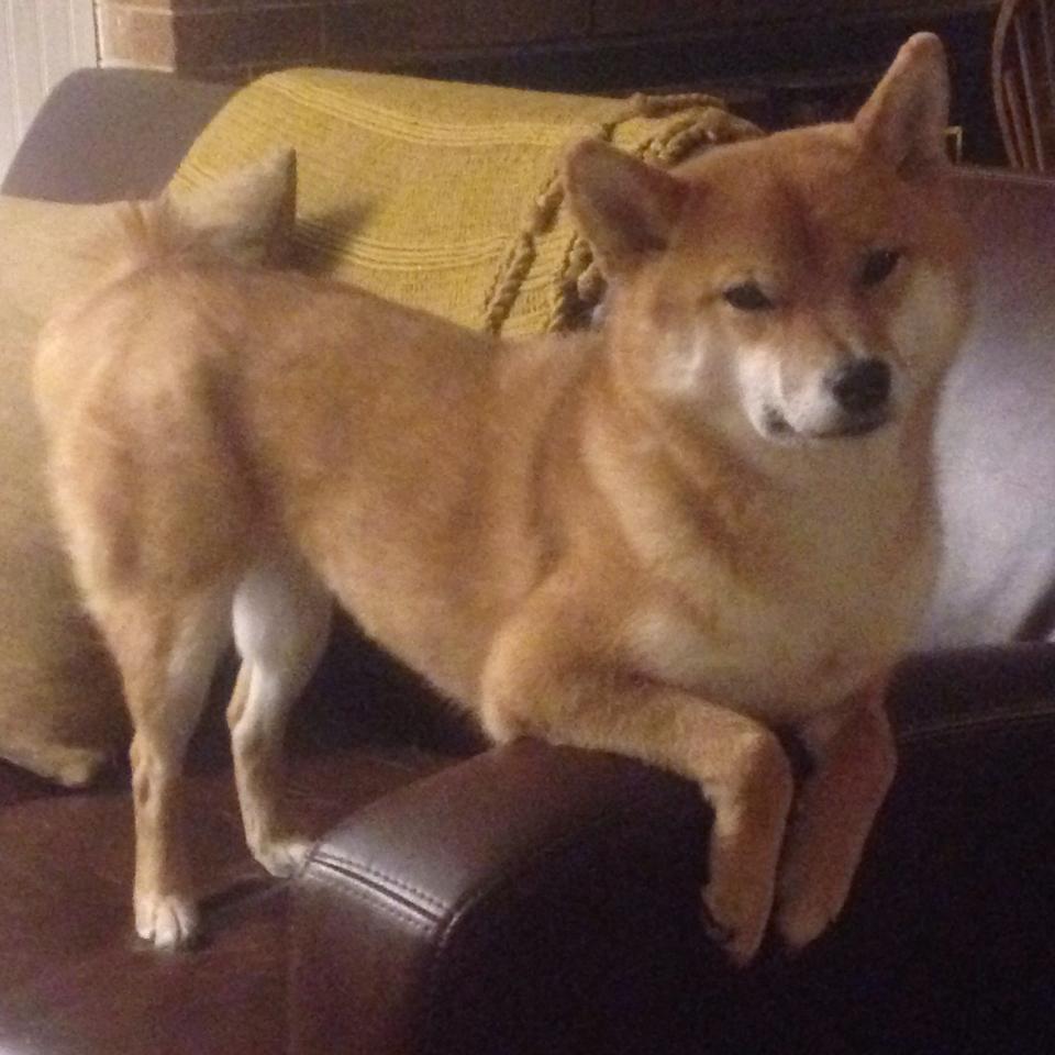 24号新主人！埃里克森在沃尔夫斯堡能否重拾巅峰？，埃里克森状况